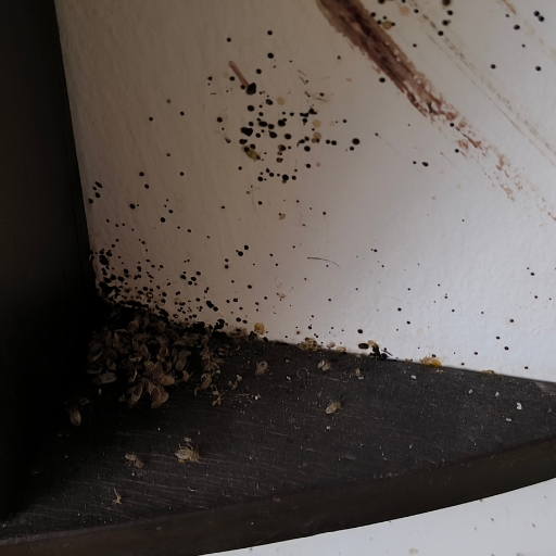 Ágyi poloska írtás - poloskavadászok (3)