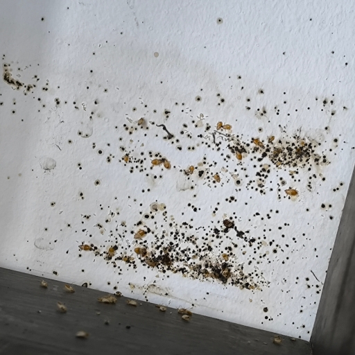 Ágyi poloska írtás - poloskavadászok (4)