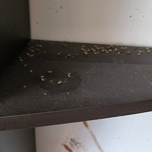 Ágyi poloska írtás - poloskavadászok (5)