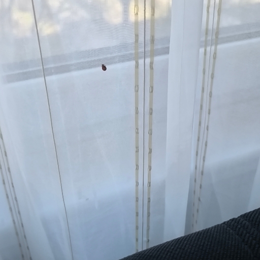 Ágyi poloska írtás - poloskavadászok (6)