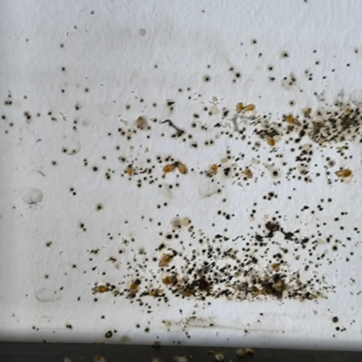 Ágyi poloska írtás - poloskavadászok (7)